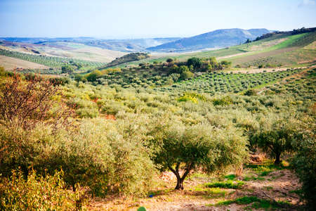 Harvesting olives in Sicily village, Italyの写真素材