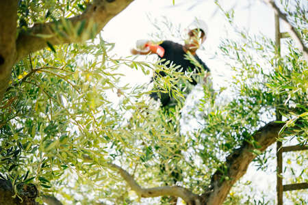 Harvesting olives in Sicily village, Italyの写真素材