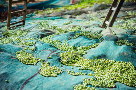 Harvesting olives in Sicily village, Italyの写真素材