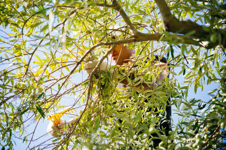 Harvesting olives in Sicily village, Italy. Selective focusの写真素材