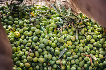 Harvesting olives in Sicily village, Italyの写真素材