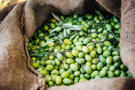 Harvesting olives in Sicily village, Italyの写真素材