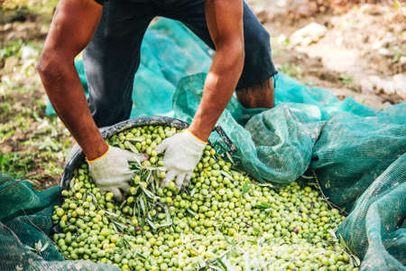 Harvesting olives in Sicily village, Italyの写真素材