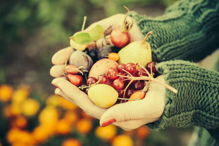 Handful of autumn berries and fruits. Toned imageの写真素材