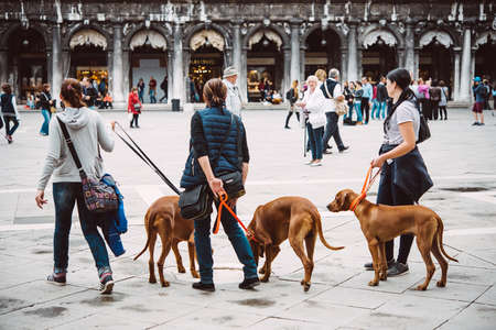 VENICE, ITALY - OCTOBER 12, 2015: Women are walking with their dogs at San Marco square in Venice, Italyのeditorial素材