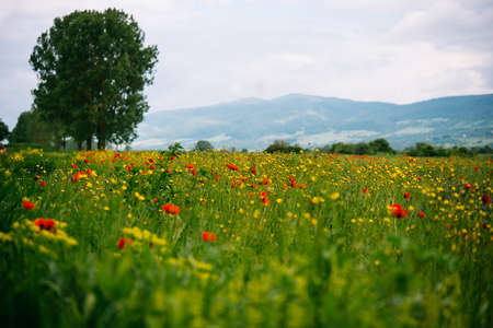 Field of wild poppy flowers in Georgia, Caucasusの写真素材