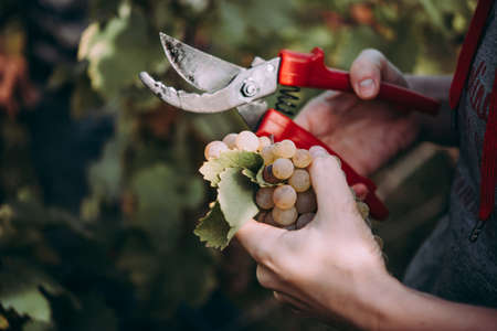 A farmer is harvesting grapes in a vineyard in Kakheti region, Georgia. Toned pictureの写真素材