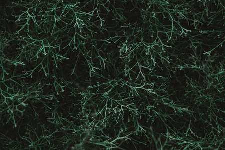 Green leaves. Low key modern style toned background imageの写真素材