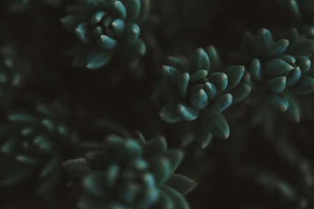 Green leaves. Low key modern style toned background imageの写真素材