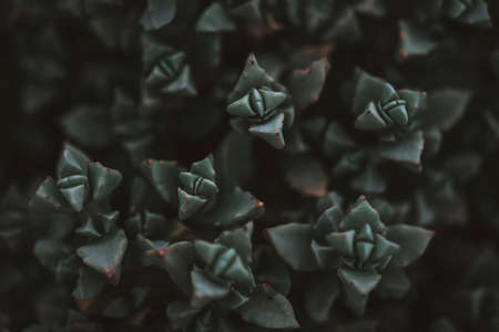Green leaves. Low key modern style toned background imageの写真素材