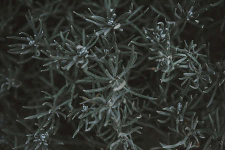 Green leaves. Low key modern style toned background imageの写真素材