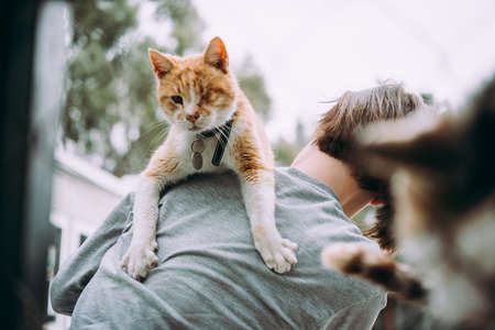 Old cat in shelterの写真素材