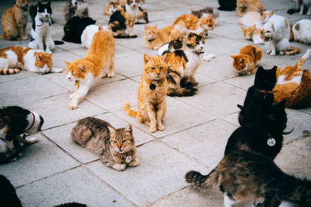 Cats in animal shelter in Cyprus.