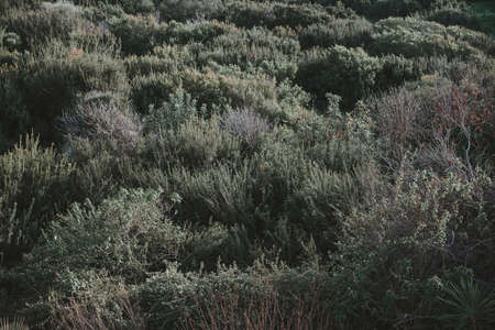 The view of green plants of Cyprus. Background toned imageの写真素材
