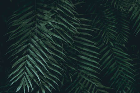Green leaves. Low key modern style toned background imageの写真素材