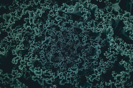 Green leaves. Low key modern style toned background imageの写真素材