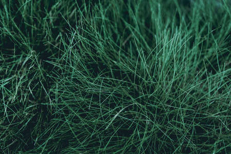 Green leaves. Low key modern style toned background imageの写真素材
