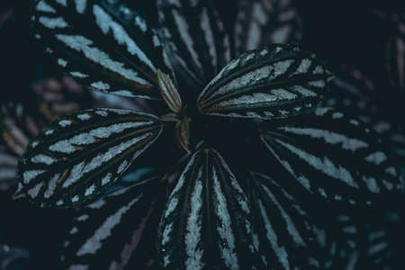 Green leaves. Low key modern style toned background imageの写真素材