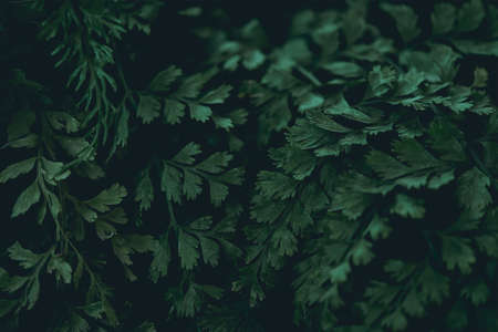 Green leaves. Low key modern style toned background imageの写真素材