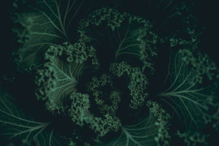 Green leaves. Low key modern style toned background imageの写真素材