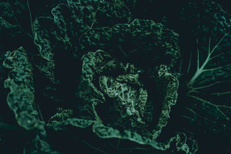 Green leaves. Low key modern style toned background imageの写真素材