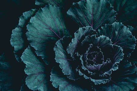 Green leaves. Low key modern style toned background imageの写真素材