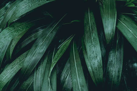 Green leaves. Low key modern style toned background imageの写真素材