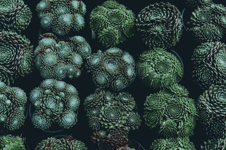 Green leaves. Low key modern style toned background imageの写真素材