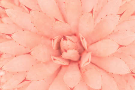 Pink tropical leaves background picture