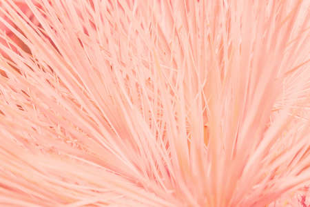 Pink tropical leaves background picture