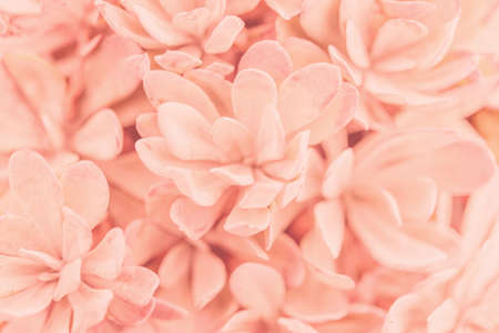 Pink tropical leaves background pictureの写真素材