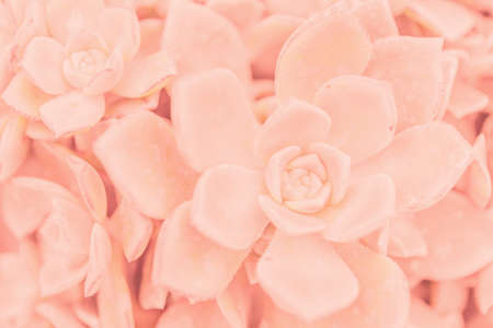 Pink tropical leaves background pictureの写真素材