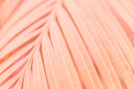 Pink tropical leaves background pictureの写真素材