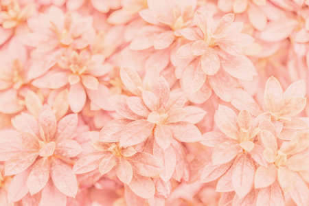Pink tropical leaves background pictureの写真素材