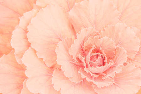 Pink tropical leaves background pictureの写真素材