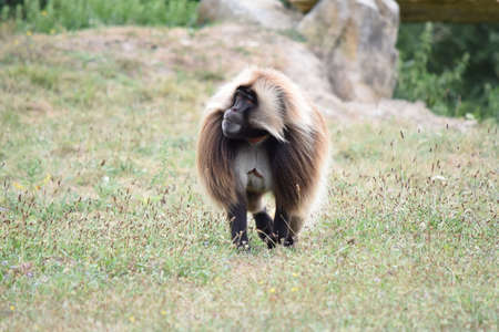 gelada monkeyの写真素材