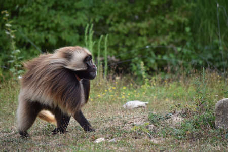 gelada monkeyの写真素材