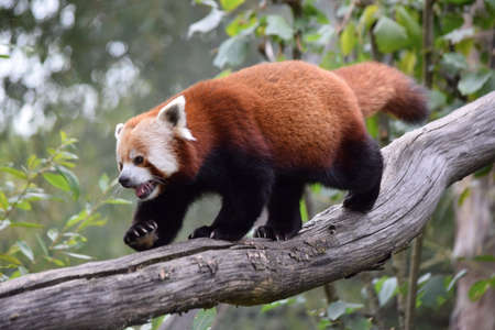 firefox pandaの写真素材
