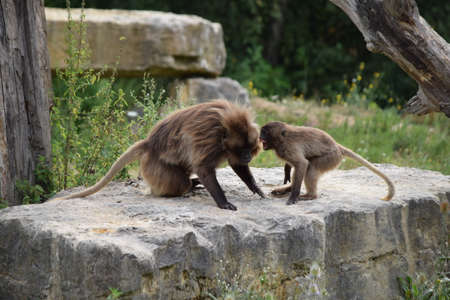 gelada monkey