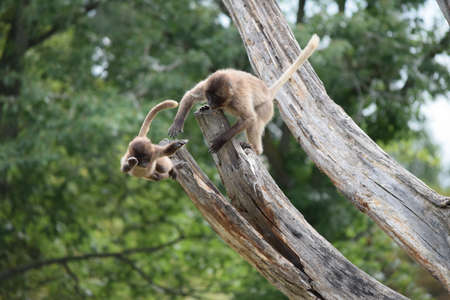 gelada monkeyの写真素材