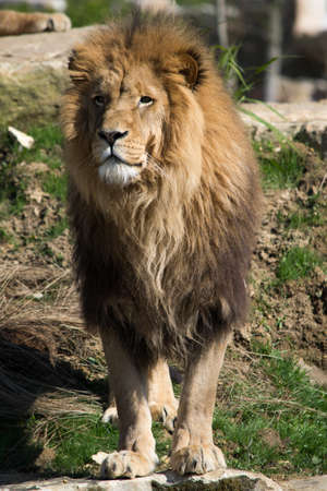 Lion in Franceの写真素材