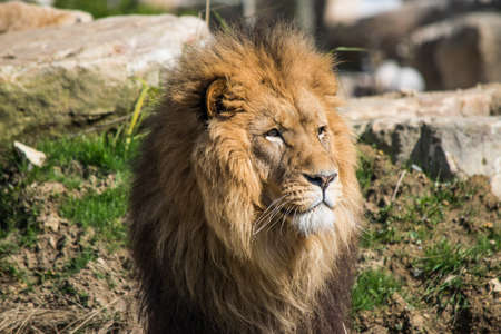 Lion in Franceの写真素材