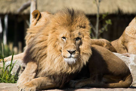 Lion in France zooの写真素材
