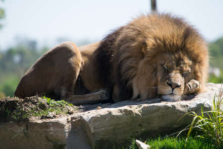 Lion in France zooの写真素材