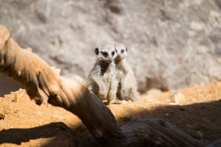 Baby suricate meerkatの写真素材