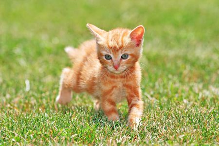Cute Lovely Young Cat Running On Green Grassの写真素材