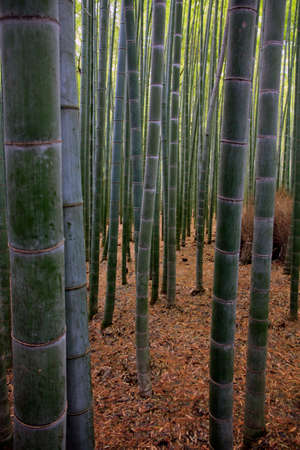 Bamboo forest near Kyoto, Japanの写真素材