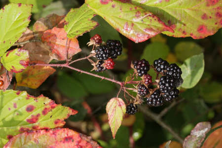 Forest blackberrries and colourful autumn leavesの写真素材