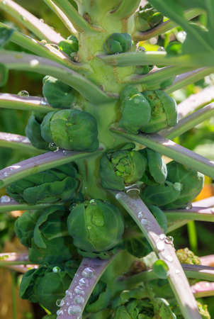 A photo of brussels sprouts growing from the stalkの写真素材