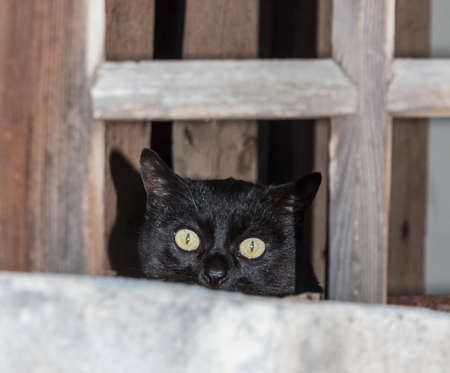 The head of a black cat suspiciously gazing from a wooden window frameworkの写真素材